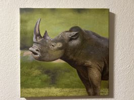 Originales Nashorn Gemälde auf Leinwand, Top Zustand!