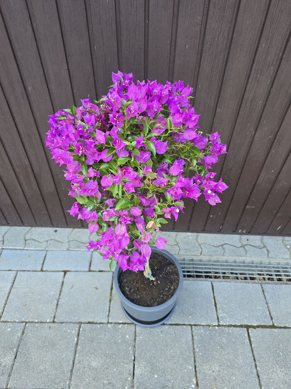 Piante & sementi: Wunderschöne Bougainvillea – Nuovo (secondo la descrizione) da Aarburg venduto da popkorn65 3