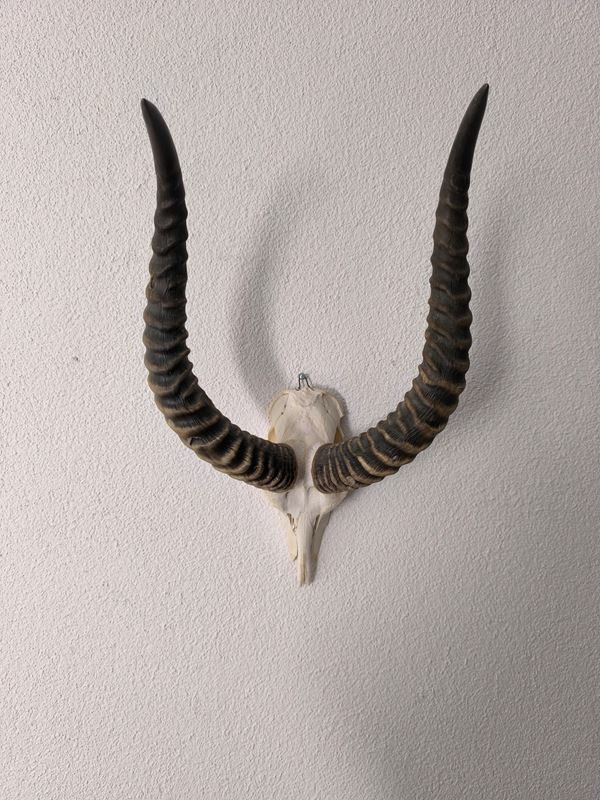 Figuren: Impala Antilope – Gebraucht aus Rüti ZH von Restwert_Rueti_ZH