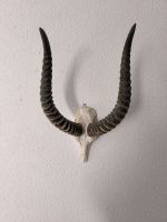 Impala Antilope
