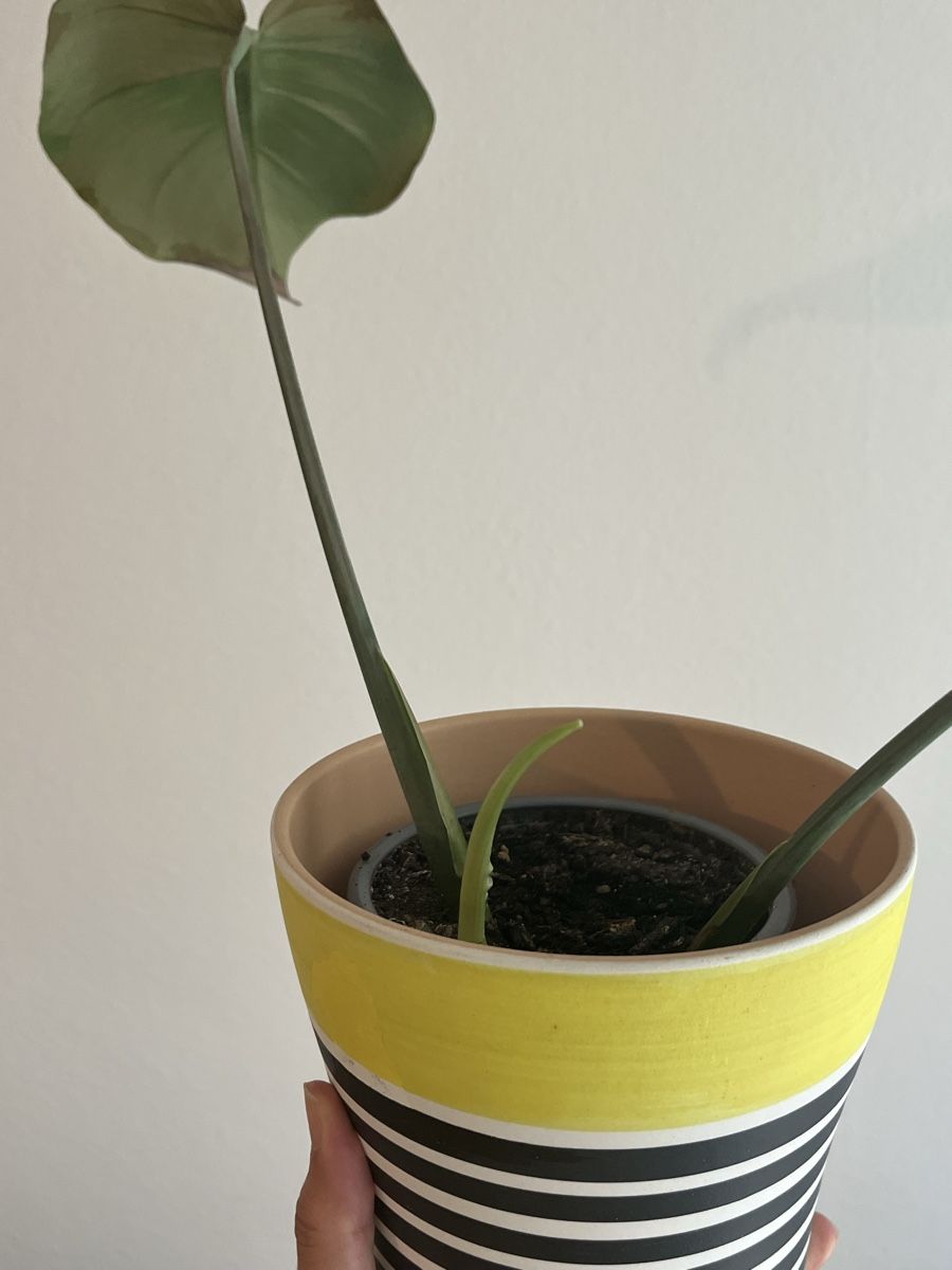 Piante & sementi: Monstera Setzling mit Topf – Nuovo (secondo la descrizione) da Zürich venduto da vintage_for_you 1