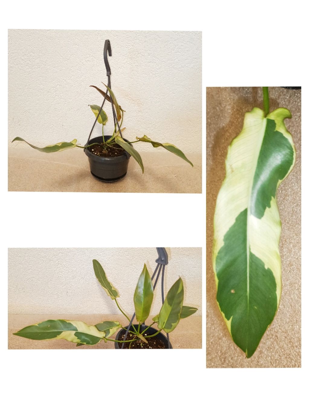 Piante & sementi: Philodendron Atabapoense Variegata – Nuovo (secondo la descrizione) da schöftland venduto da UniquePlants
