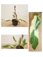 Philodendron Atabapoense Variegata