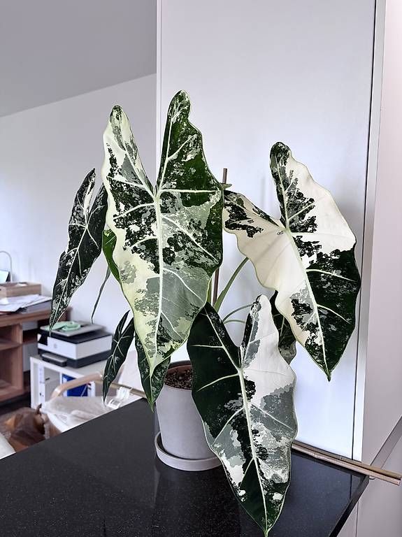 Piante & sementi: Grosse Alocasia Frydek Variegata – Usato da Oberbuchsiten venduto da Muskatellerchen