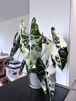 Grosse Alocasia Frydek Variegata