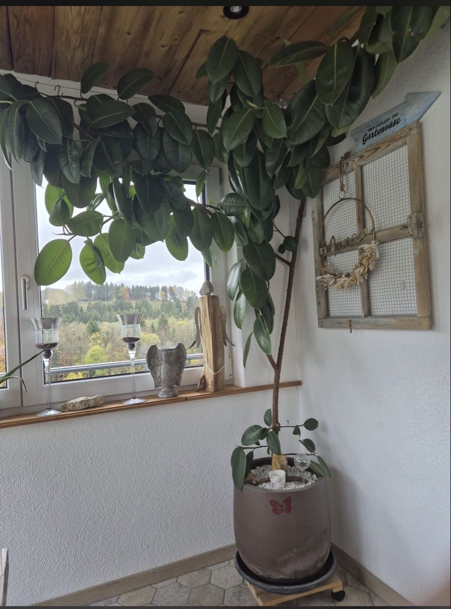 Pflanzen & Samen: Gummibaum – Gebraucht aus Plasselb von ford82