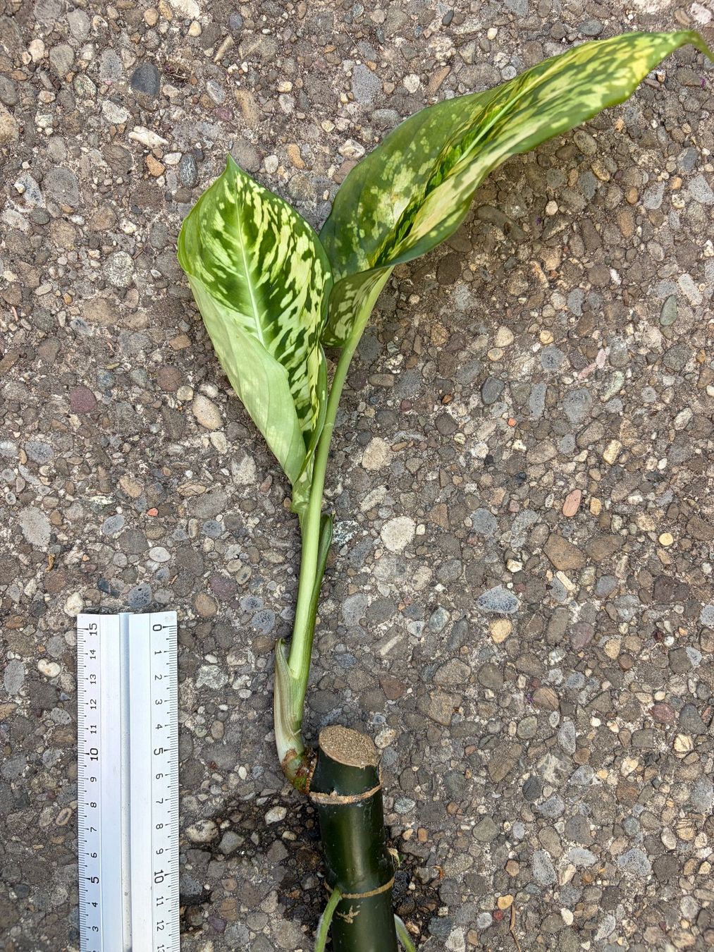 Pflanzen & Samen: Dieffenbachia reflector, bewurzelter Stammsteckling – Neu (gemäss Beschreibung) aus Winterthur von Aniger 5