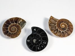 Ammonit Fossil 3Stk. 27 bis 30mm