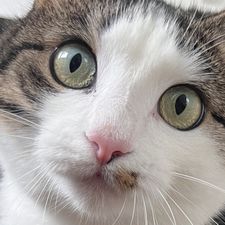 Profile image of Applepie_