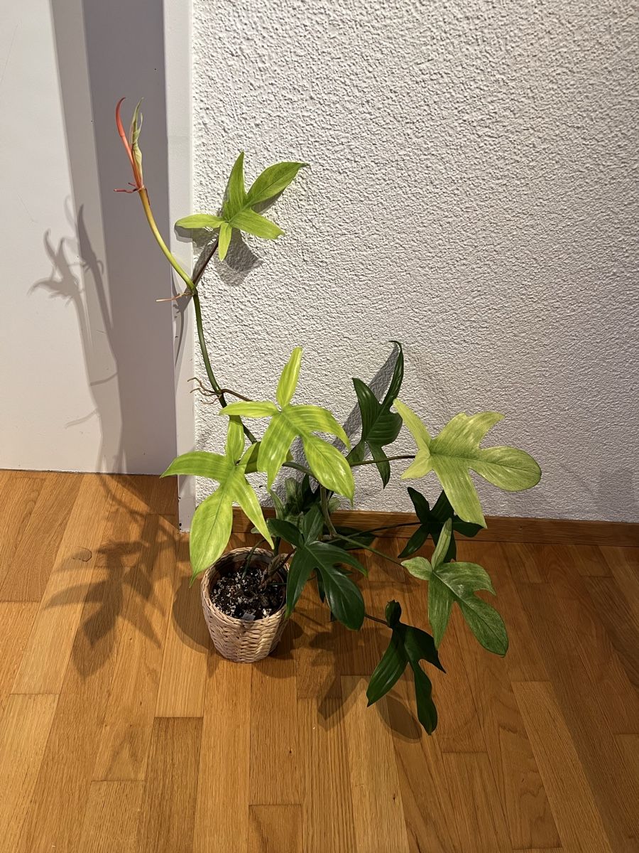 Piante & sementi: philodendron florida ghost – Usato da Regensdorf venduto da leo_yk2x 1