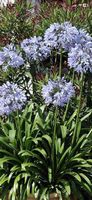 Schmucklilie blau