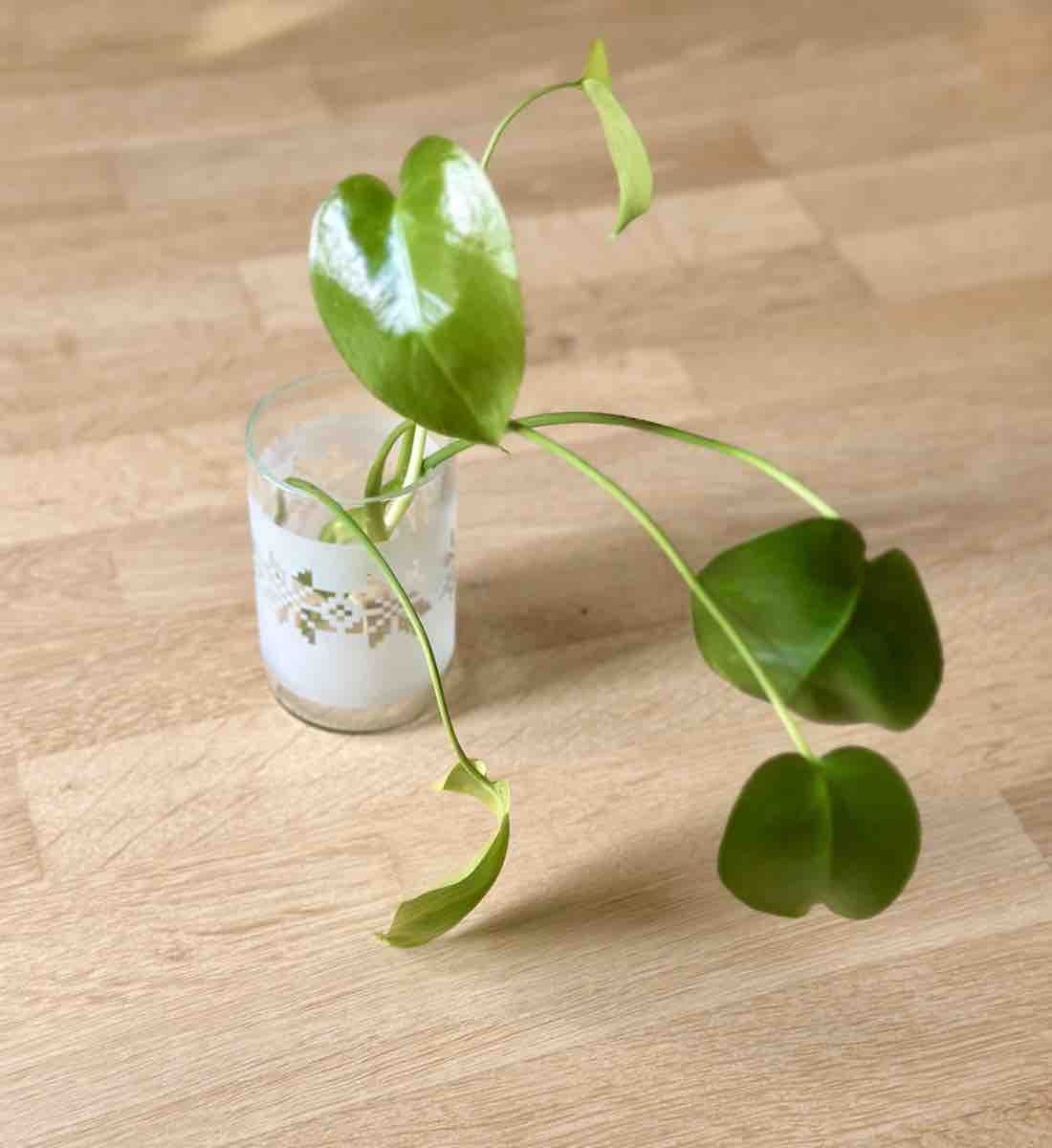 Plantes & graines: Monstera Ableger (2 Stück) – Neuf (Voir description) à Bern par ACR12