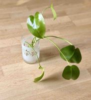 Monstera Ableger (2 Stück)