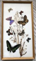 Vintage Schmetterlingssammlung im Holzrahmen 55x30cm