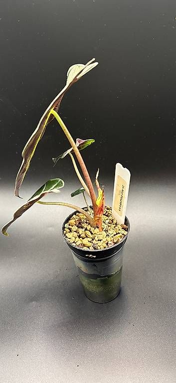 Pflanzen & Samen: Alocasia Polly Pink Variegata – Gebraucht aus Basel von Pink_White 2