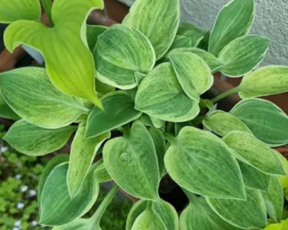 Pflanzen & Samen: Hosta bashful – Gebraucht aus Lajoux JU von Briard0 2