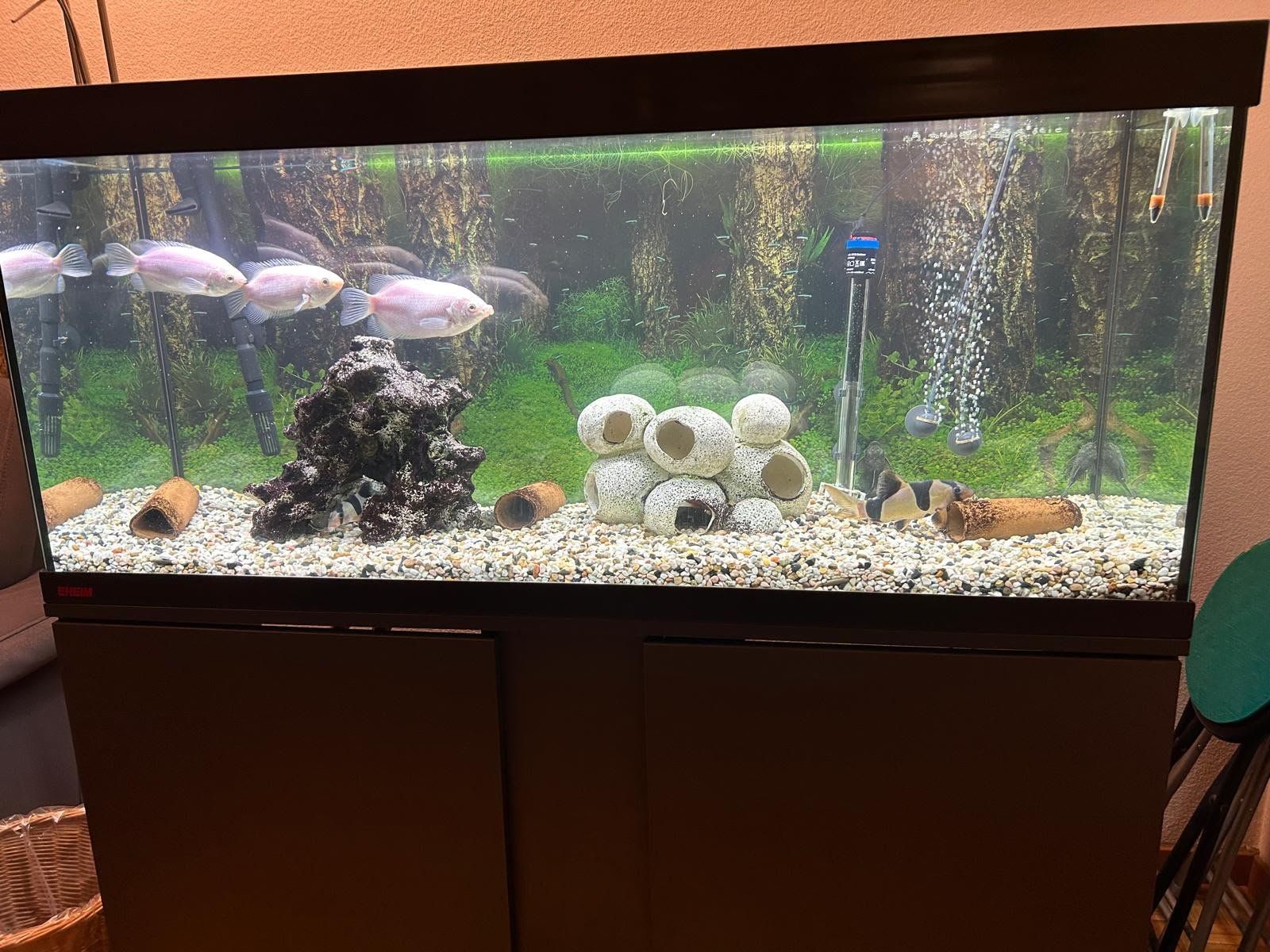 Eheim Acquari: Aquariumkomination 240 Liter – Usato da Richterswil venduto da phi_m5nf 2