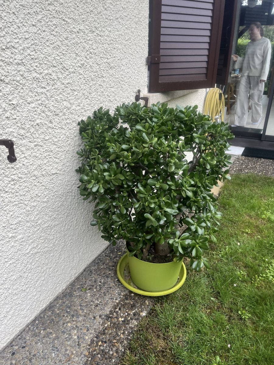 Piante & sementi: Plante Crassula Ovata – Nuovo (secondo la descrizione) da La Croix-de-Rozon venduto da tuf_f6td 4
