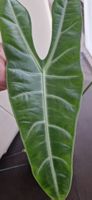 🤩Alocasia Longiloba Rhizom 
