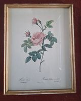 Botanischer Rosendruck nach P. J. Redouté - Rosa inermis - g