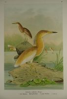 SCHOPFREIHER, CHROMOLITHOGRAPHIE UM 1900