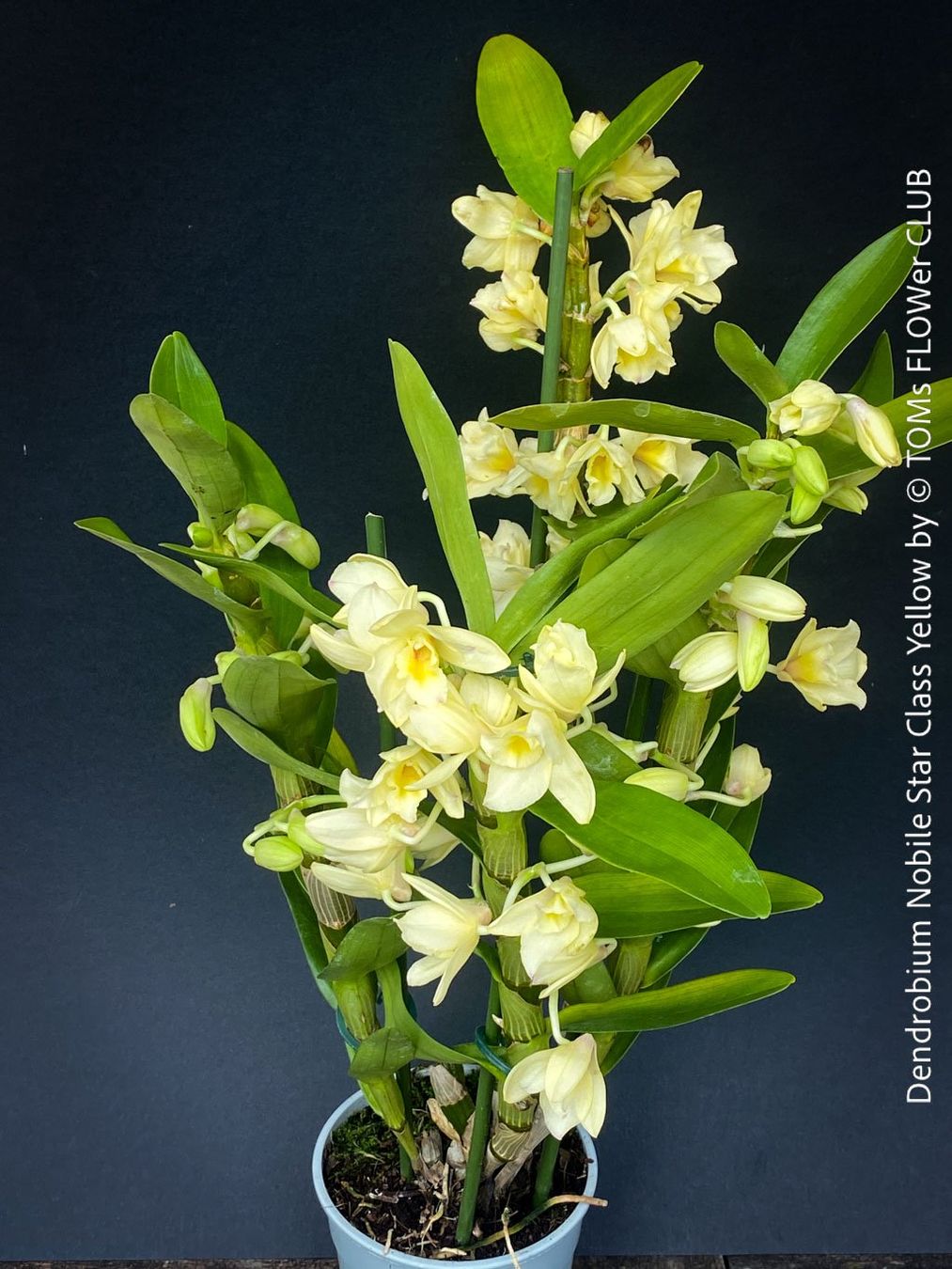 Piante & sementi: DENDROBIUM NOBILE STAR CLASS YELLOW - leuchtend gelb blühend – Nuovo e nell'imballaggio originale da Adliswil venduto da MarkyForest 2