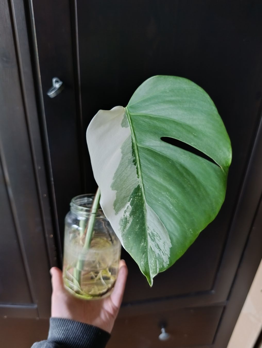 Plantes & graines: Monstera Variegata Steckling – Neuf (Voir description) à Baar par L.isa28
