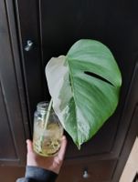 Monstera Variegata Steckling