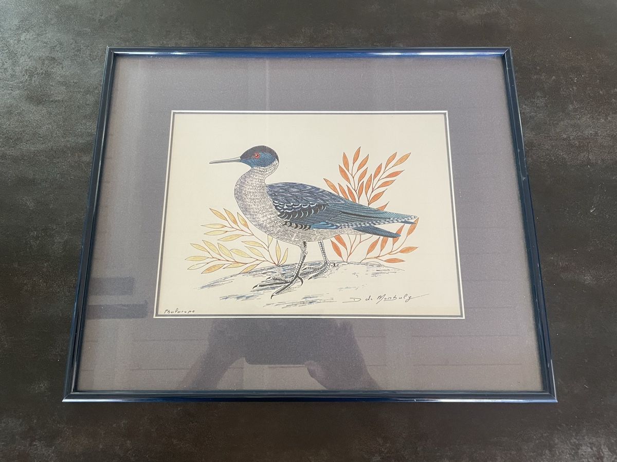 Gemälde: Ancien Dessin Original Phalarope D. de Monbaly – Gebraucht aus Vallamand von Bricbracbroc82 1