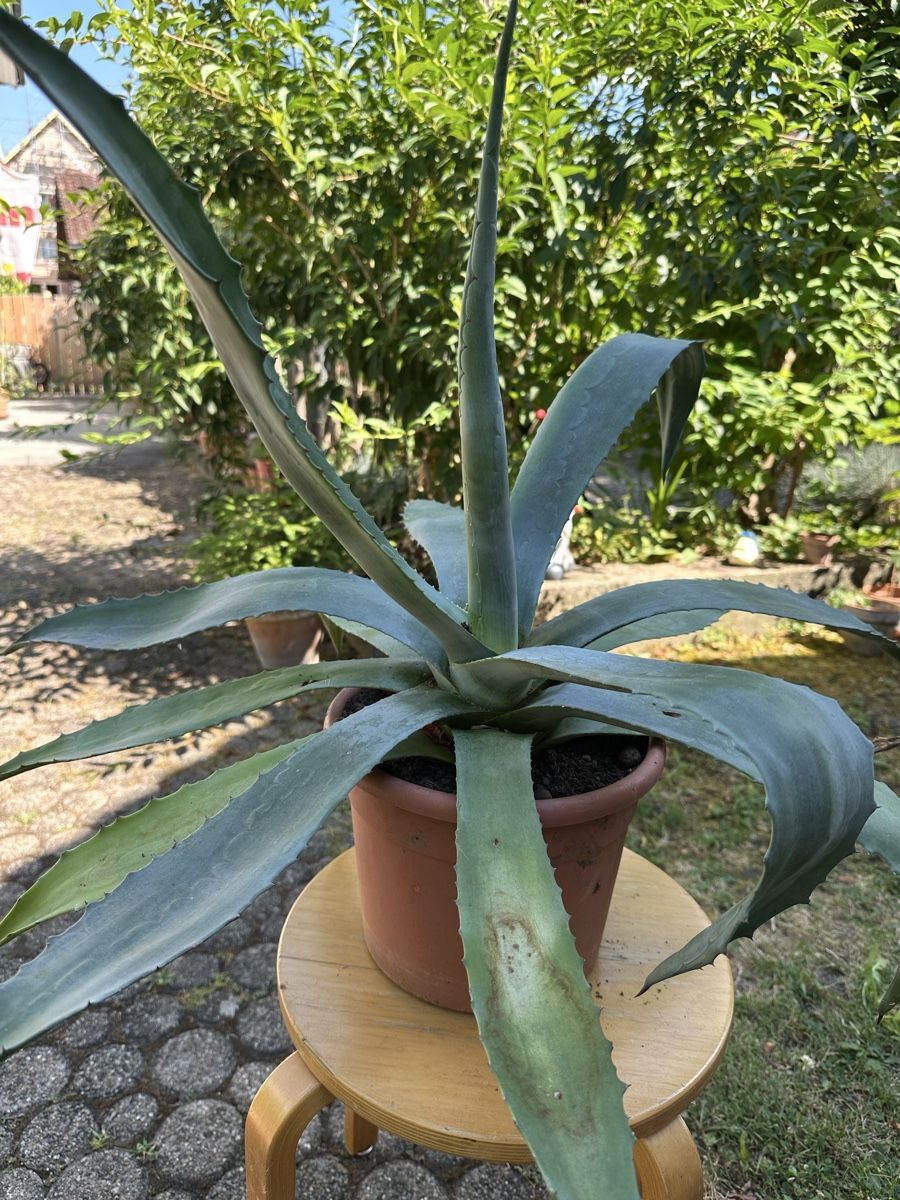 Piante & sementi: Agave 45 cm hoch – Usato da Ottikon venduto da lo99 1
