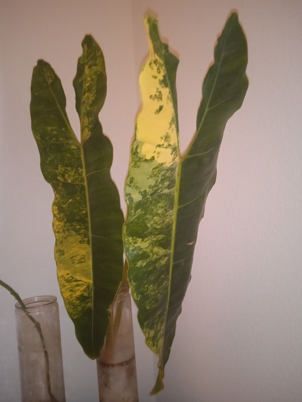 Piante & sementi: Philodendron billiteae xxl 2 feuilles – Usato da Lausanne venduto da kta_tss7 3