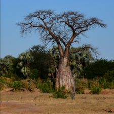 Profile image of baobab2000