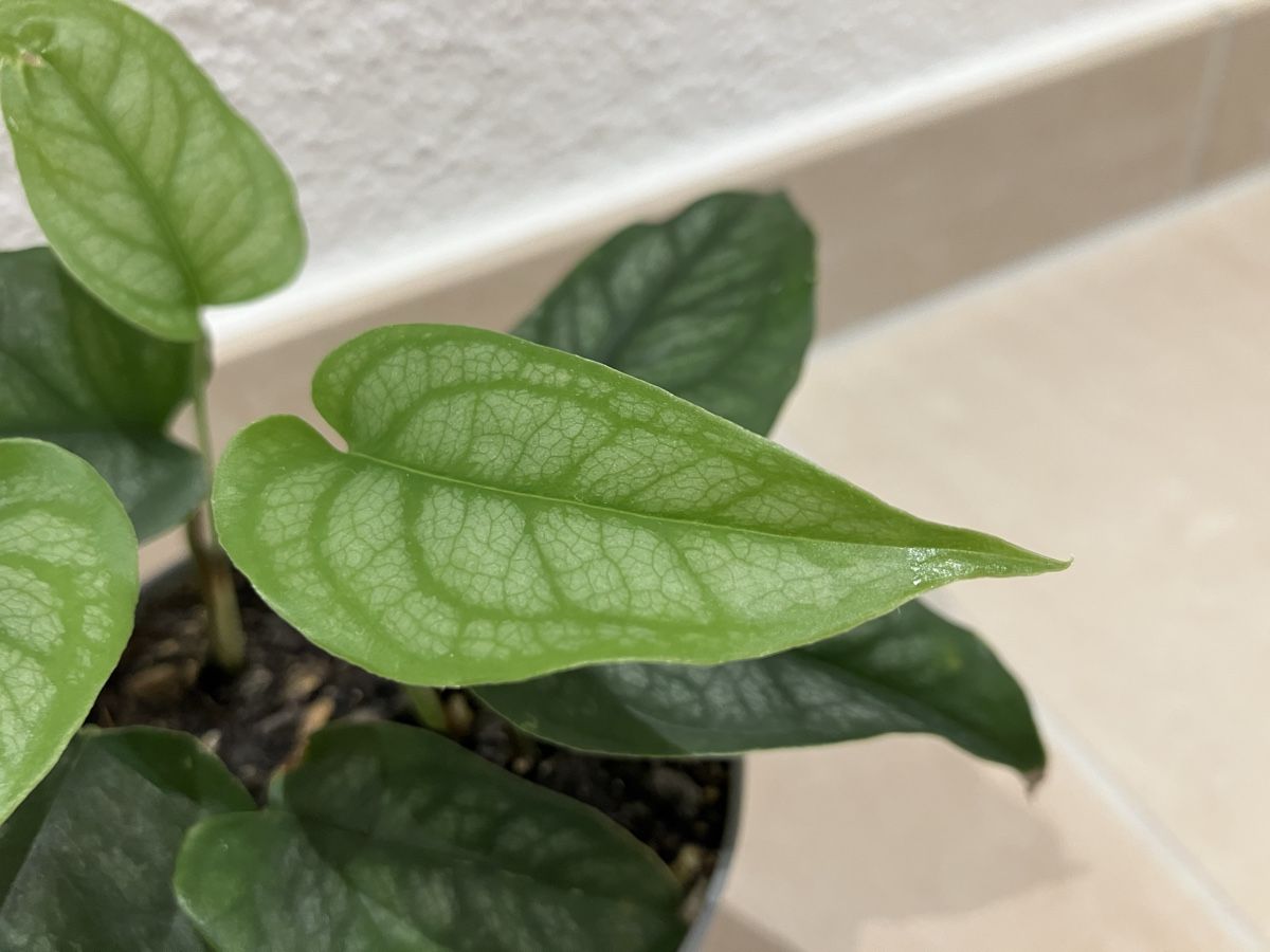 Plantes & graines: Monstera siltepecana Jungpflanze – Neuf (Voir description) à Horw par Rockfish 1