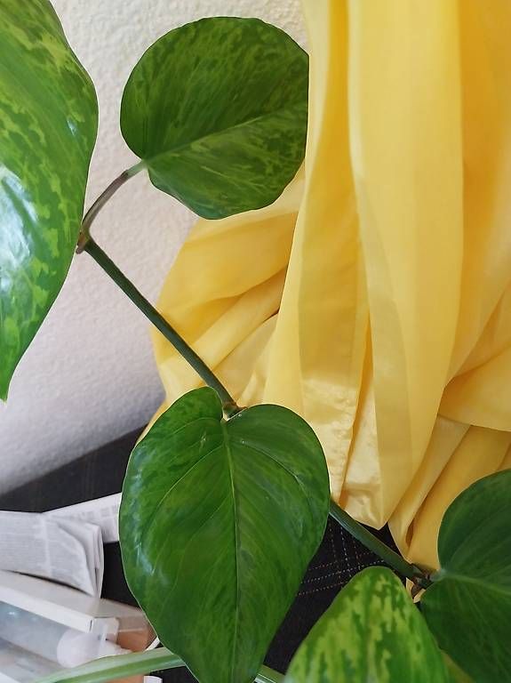 Pflanzen & Samen: Epipremnum pinnatum Marble Green – Gebraucht aus Schwaderloch von bademeister79 4
