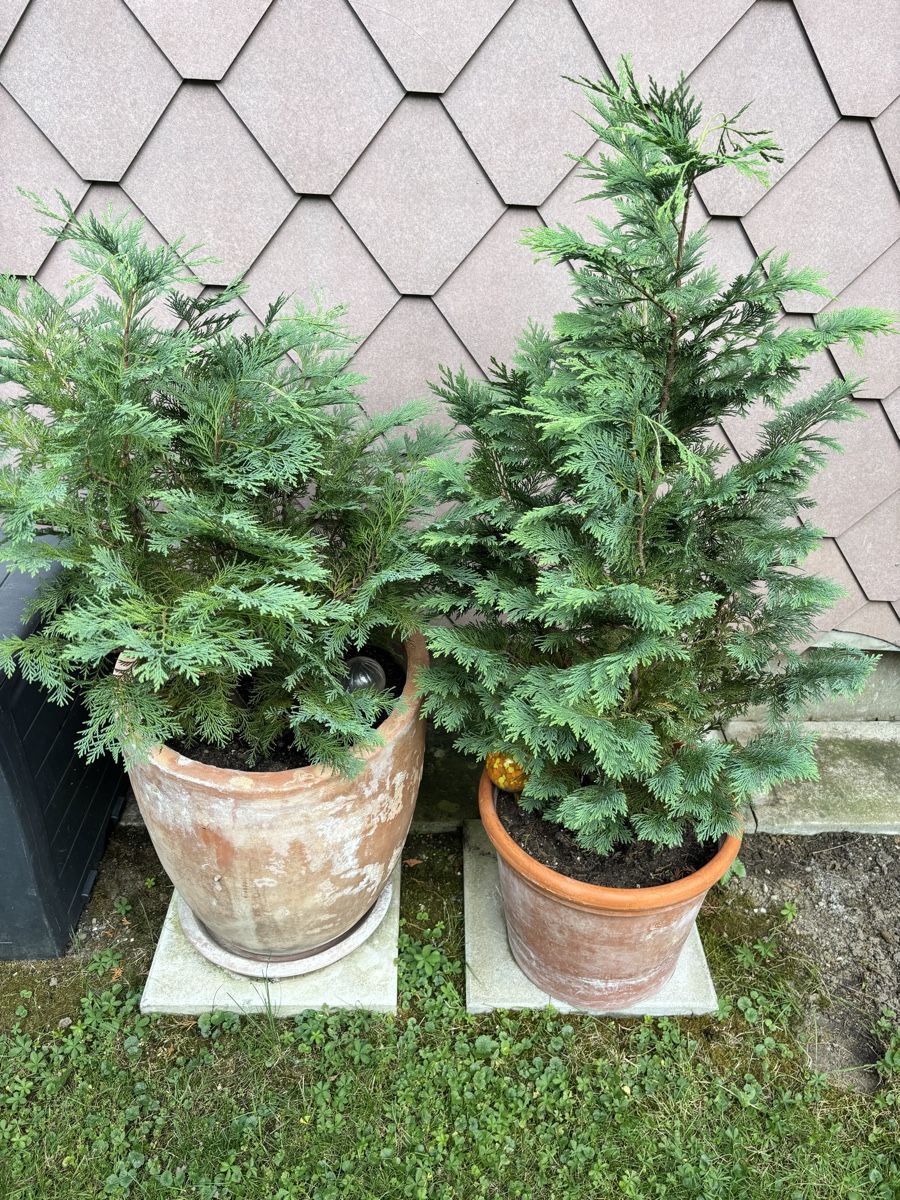 Piante & sementi: 2xThuja mit Topf – Usato da Seuzach venduto da Max1212 1