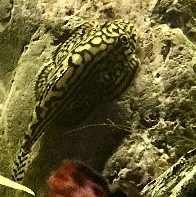 Aquarium: Fisch Steinflossensauger junge – Neu (gemäss Beschreibung) aus Schlieren von Jeajet 1