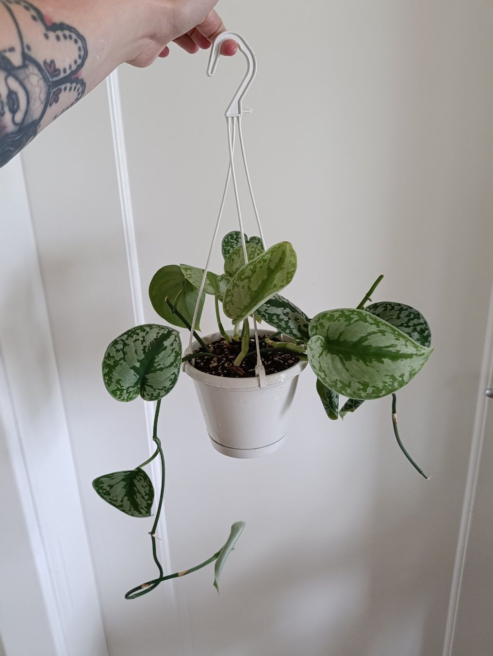 Plantes & graines: Scindapsus – D'occasion à Baar par L.isa28 1