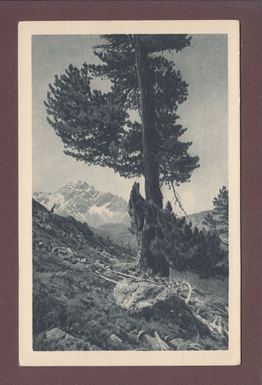 Cartoline postali: Nationalpark - SCARLGEBIET – Usato da Pully venduto da nicecards