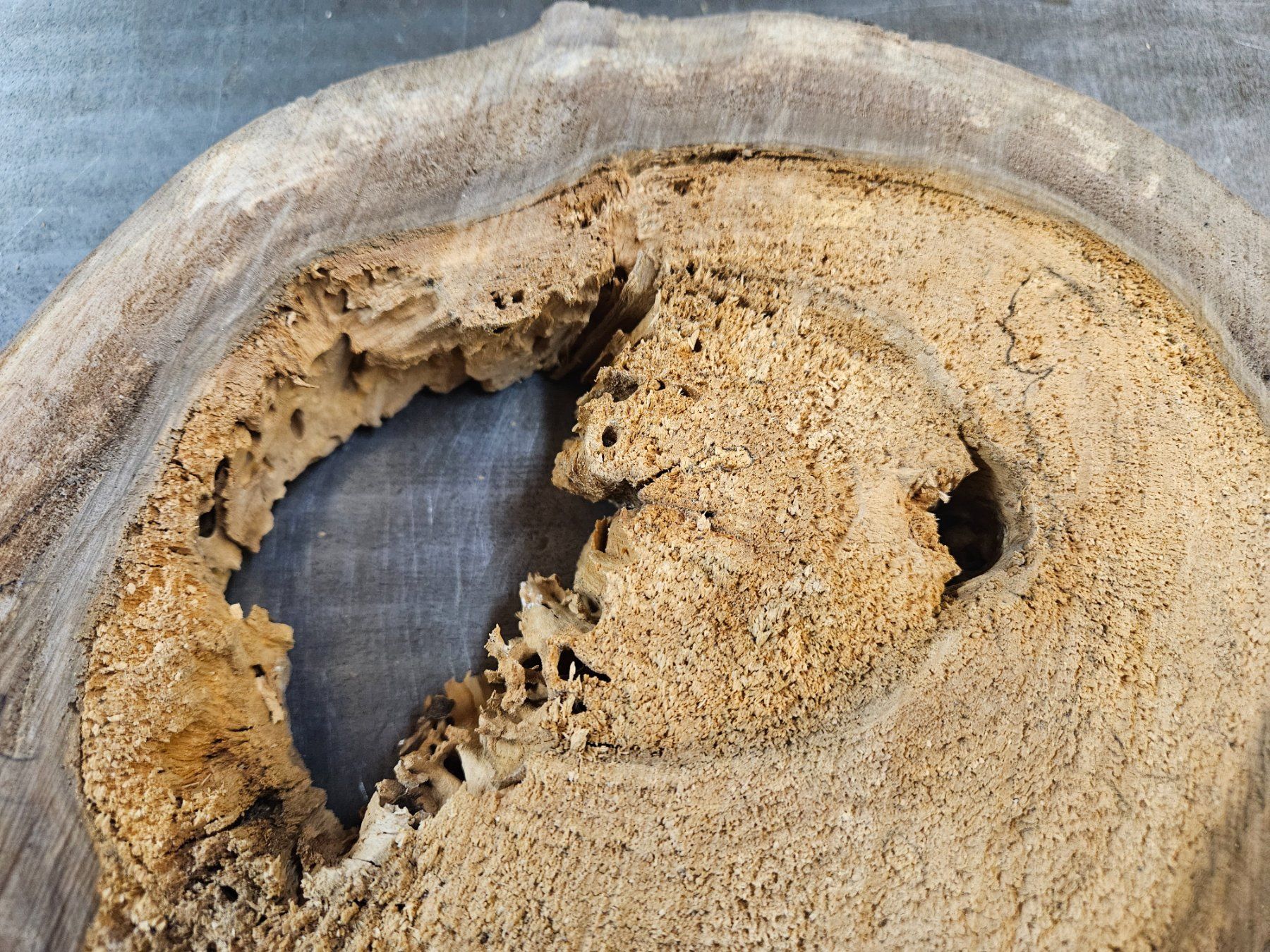 Articoli in legno: Nussbaum Holz Baumscheibe – Nuovo (secondo la descrizione) da Schangnau venduto da egli6.2 2