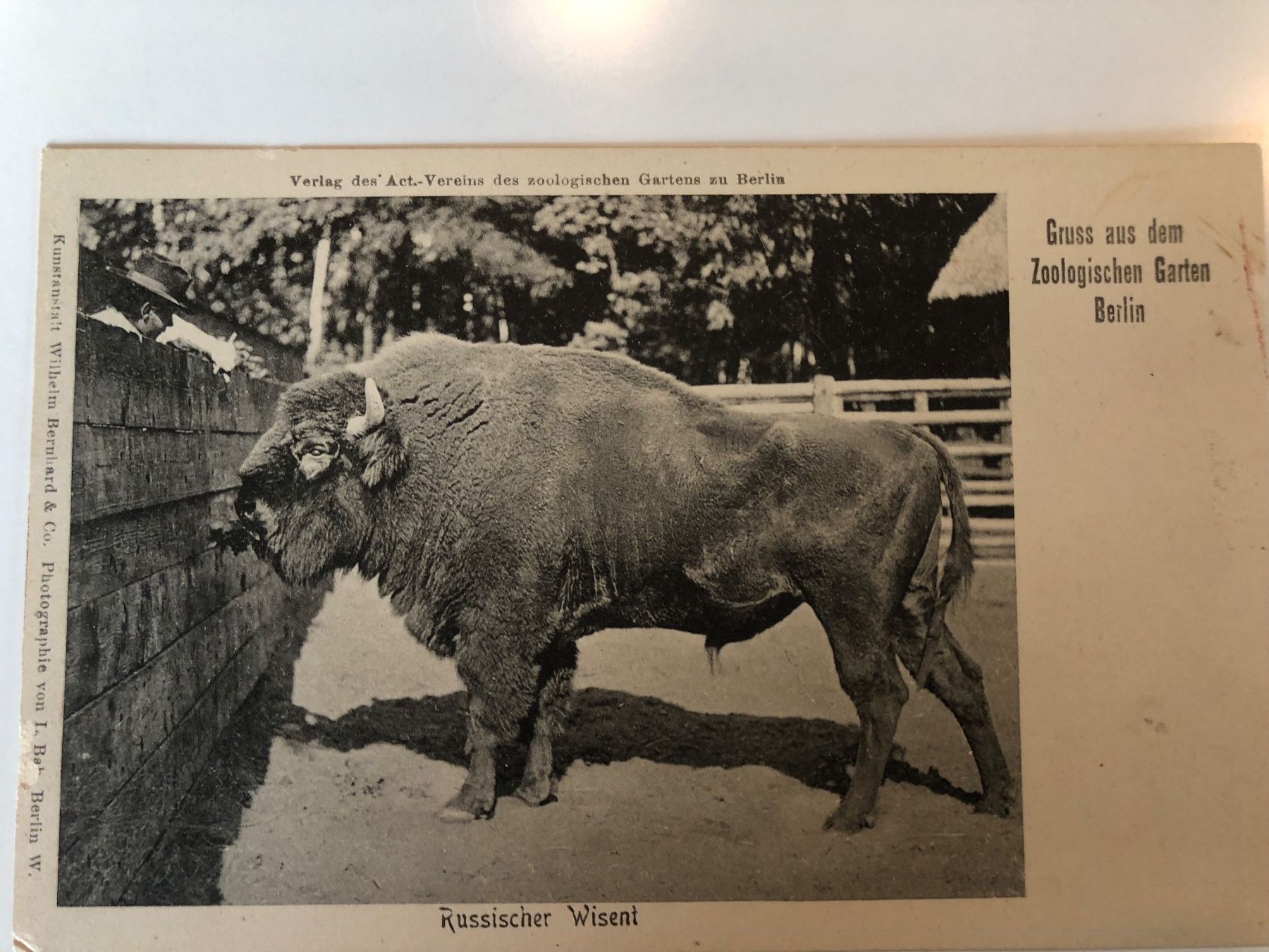 Cartoline postali: 3 antike Ansichtskarten BERLINER ZOO um 1900 – Usato da Lufingen venduto da Rac0 4