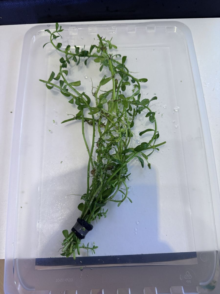 Pflanzen & Samen: Bacopa Monnieri – Gebraucht aus Moosseedorf von nicu006