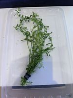 Bacopa Monnieri