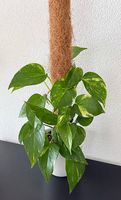Variegierte Efeutute, weisser Topf, 75cm