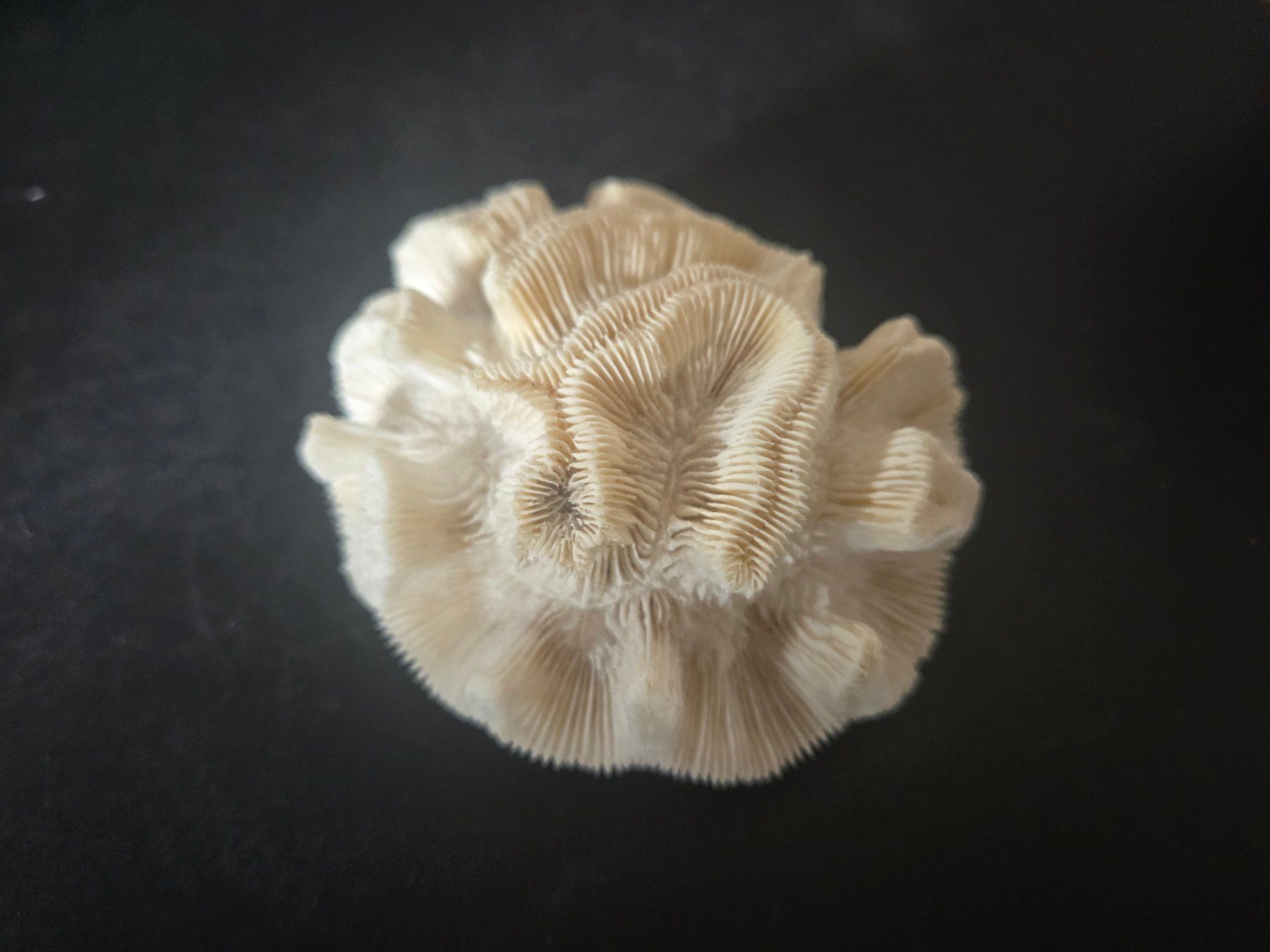 Fossilien: Corail naturel – Gebraucht aus Territet von Cenh 4