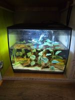 Aquarium inkl. Fische