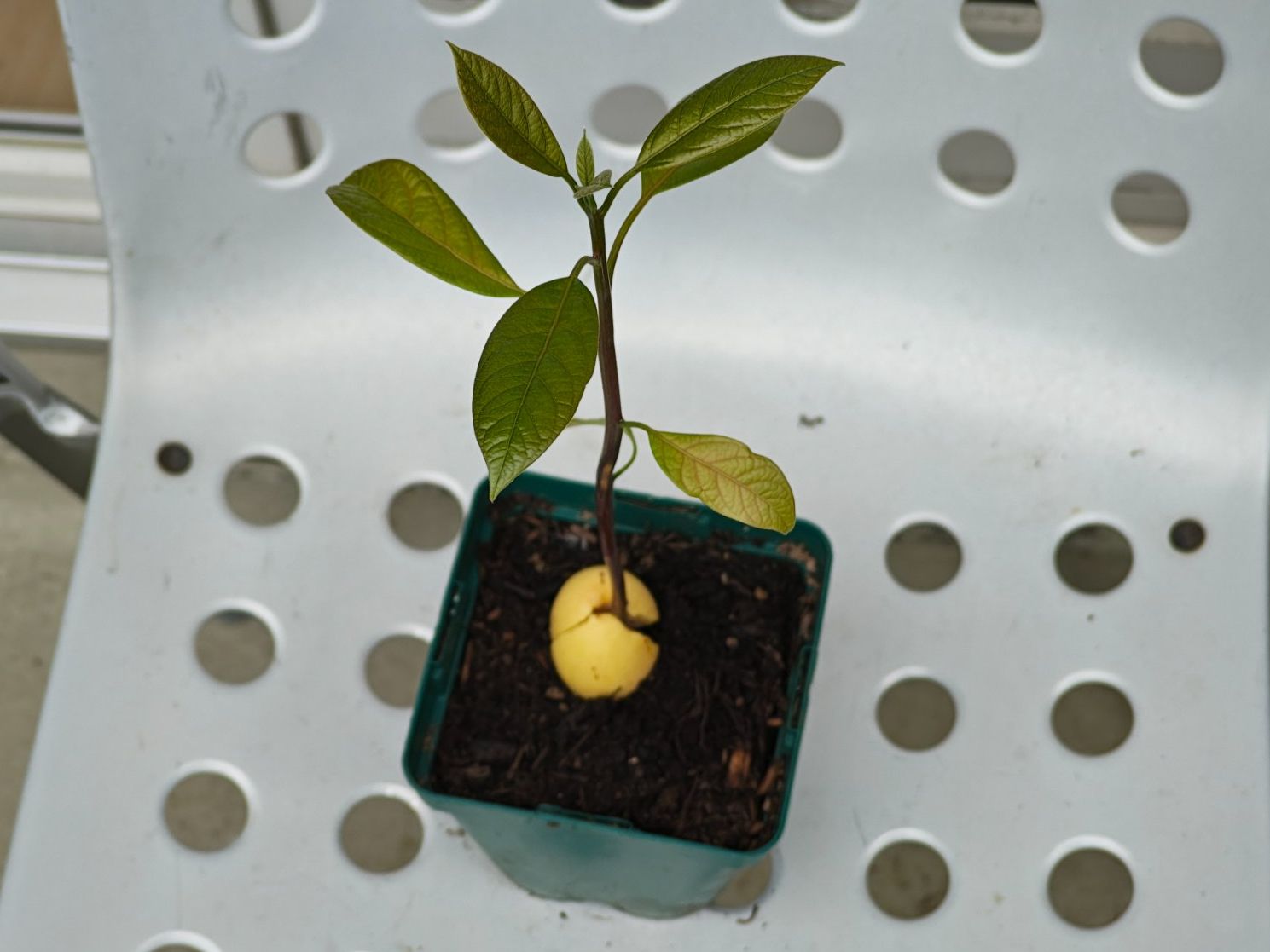 Piante & sementi: Avocado Baum – Usato da Schlieren venduto da Edgar_k 2