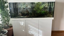 Aquarium Juwel Rio 450L avec meuble + filtre Eheim professio