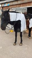 Ausreitdecke mit Halsteil und Bauchschutz, Warmblut, 155cm
