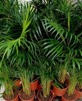 XXL (100 -150 cm)  Zimmerpflanze Areca  DYPSIS LUTESCENS