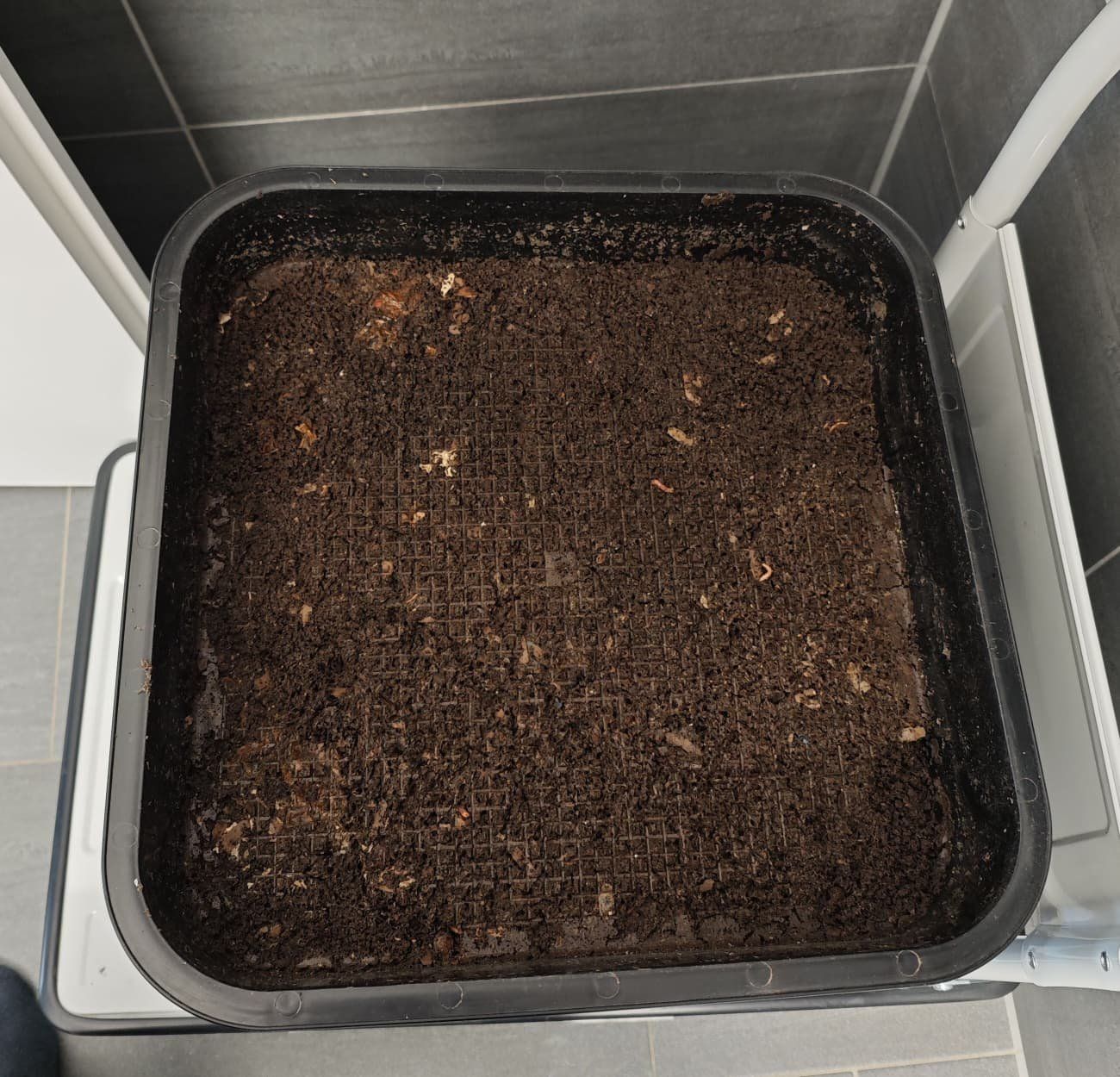 Coffres de rangement: Red wiggler worms + VEVOR 5-Tray Worm Composter tower – D'occasion à Dübendorf par Olenaaa 9